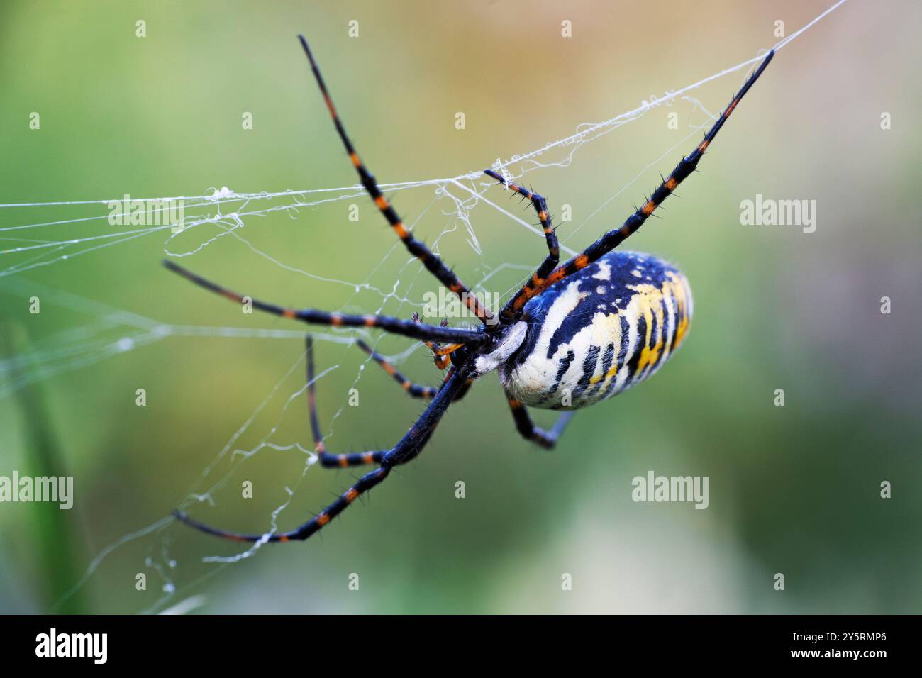 Argiope Aurantia Spider Banque D'Images