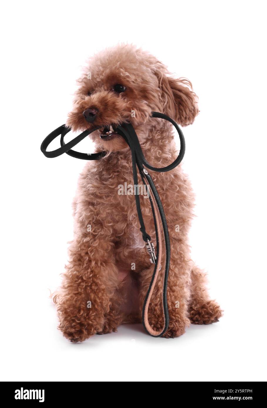 Marcher avec le chien. Mignon Maltipoo avec laisse sur fond blanc Banque D'Images
