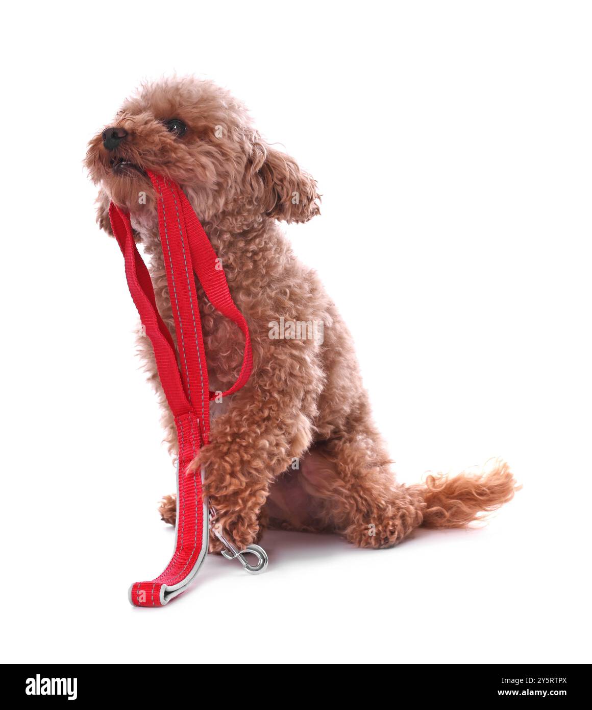 Marcher avec le chien. Mignon Maltipoo avec laisse sur fond blanc Banque D'Images
