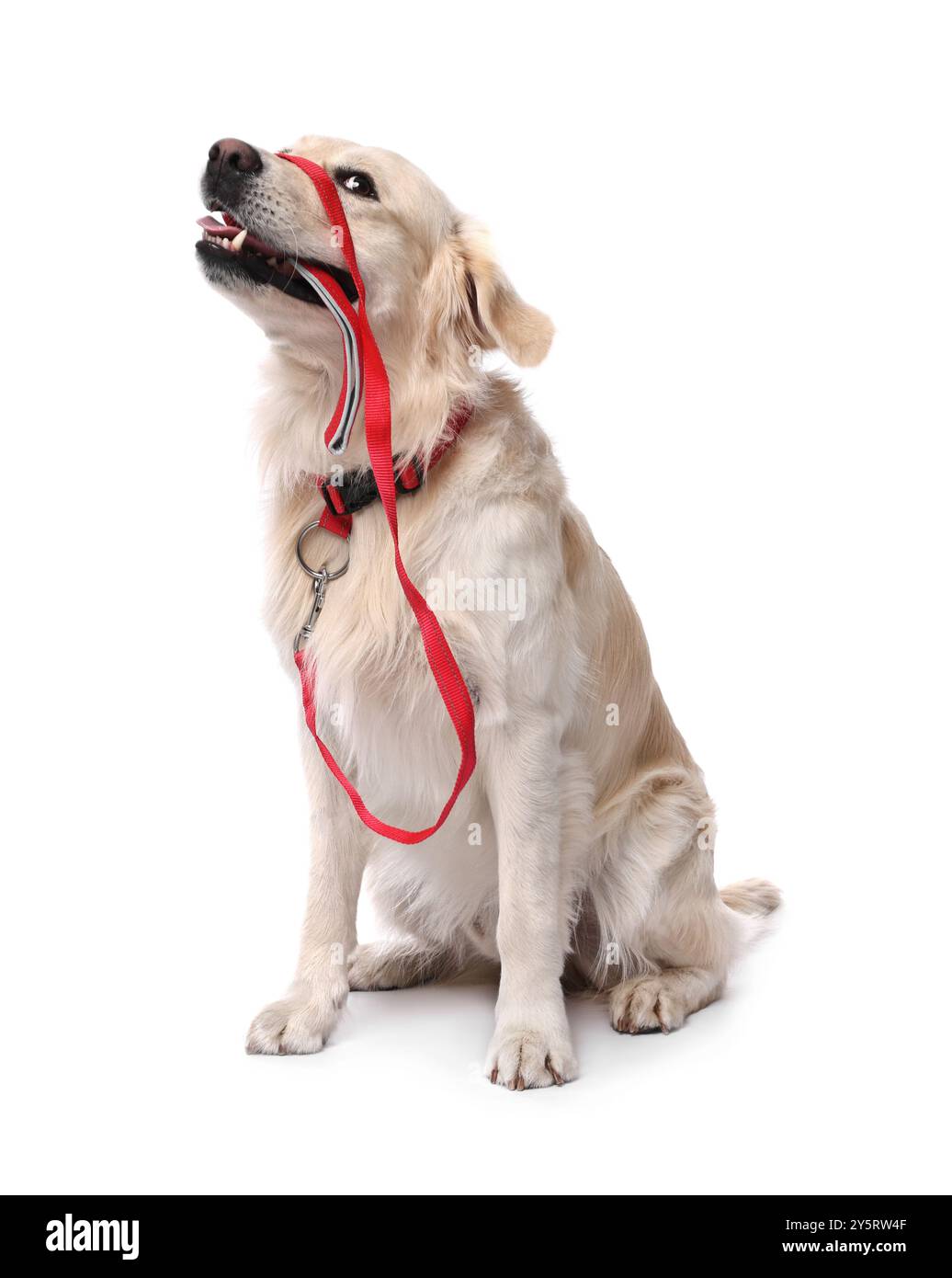 Marcher avec le chien. Cute Golden Retriever avec laisse sur fond blanc Banque D'Images
