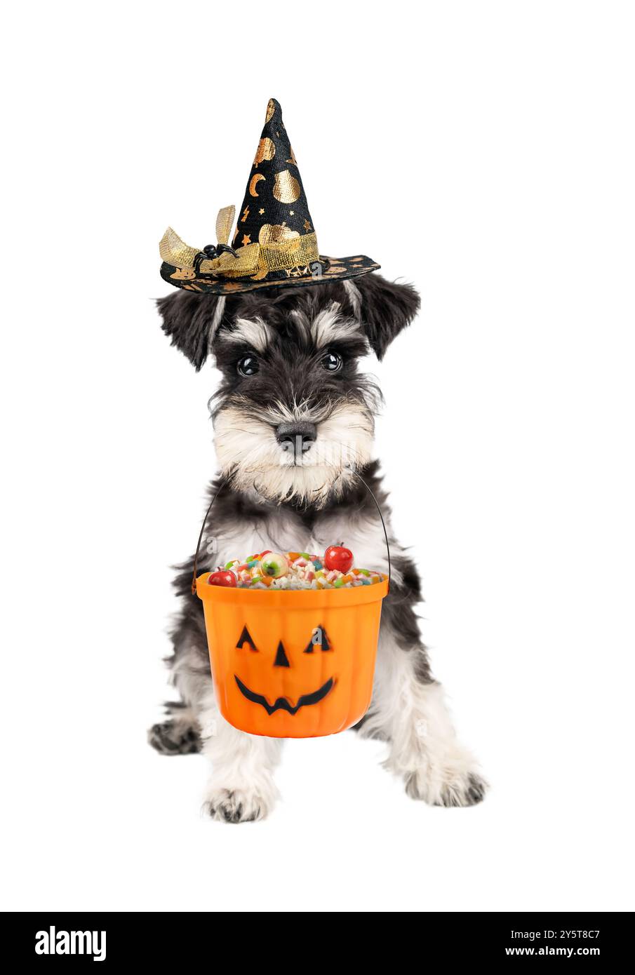 Portrait de chiot schnauzer miniature d'Halloween assis avec candys sur busket isolé sur fond blanc Banque D'Images