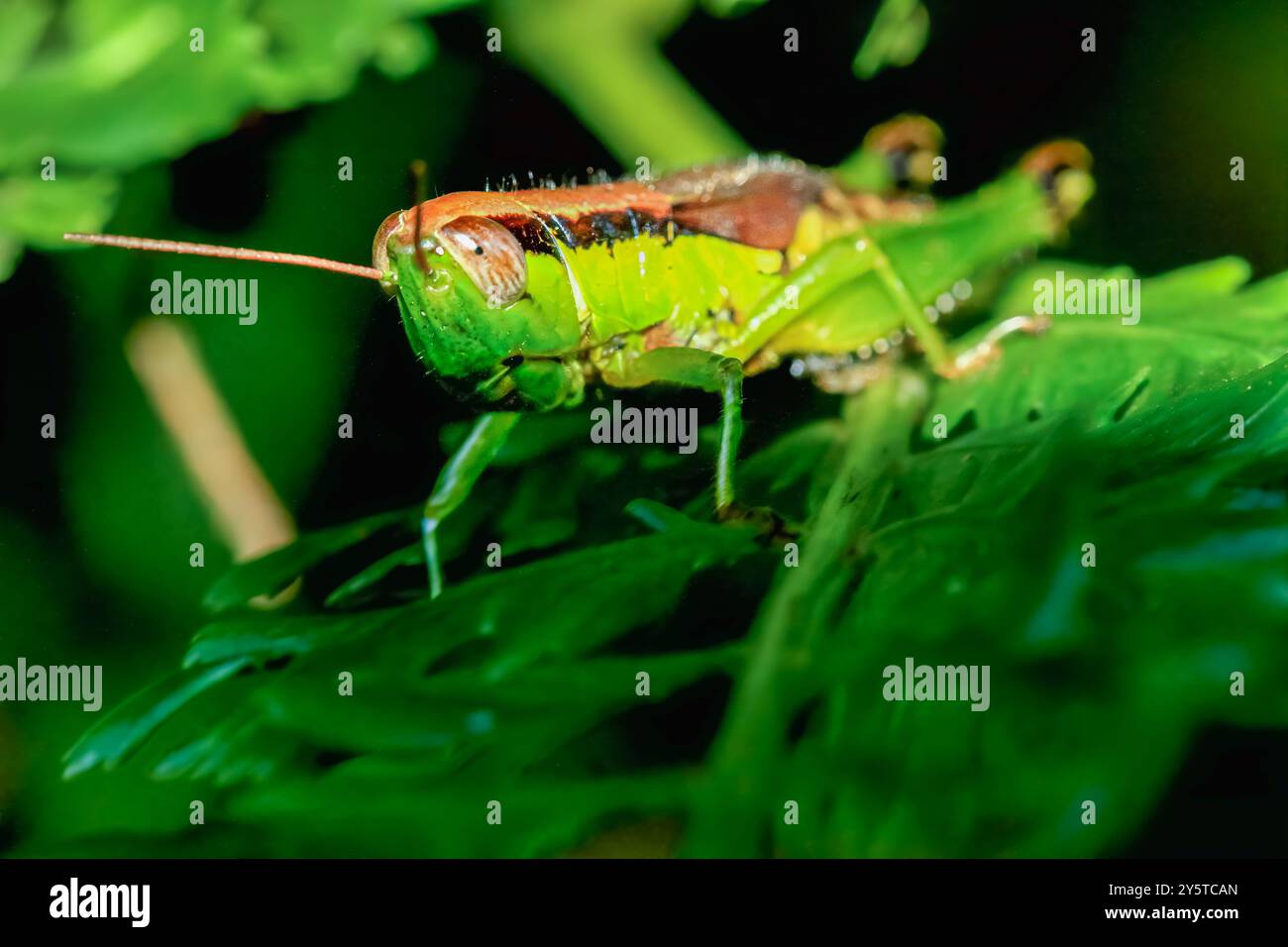 Une sauterelle verte vibrante est parfaitement camouflée parmi les feuilles vertes luxuriantes. Ses détails complexes, y compris ses grands yeux composés et sa puissante salut Banque D'Images