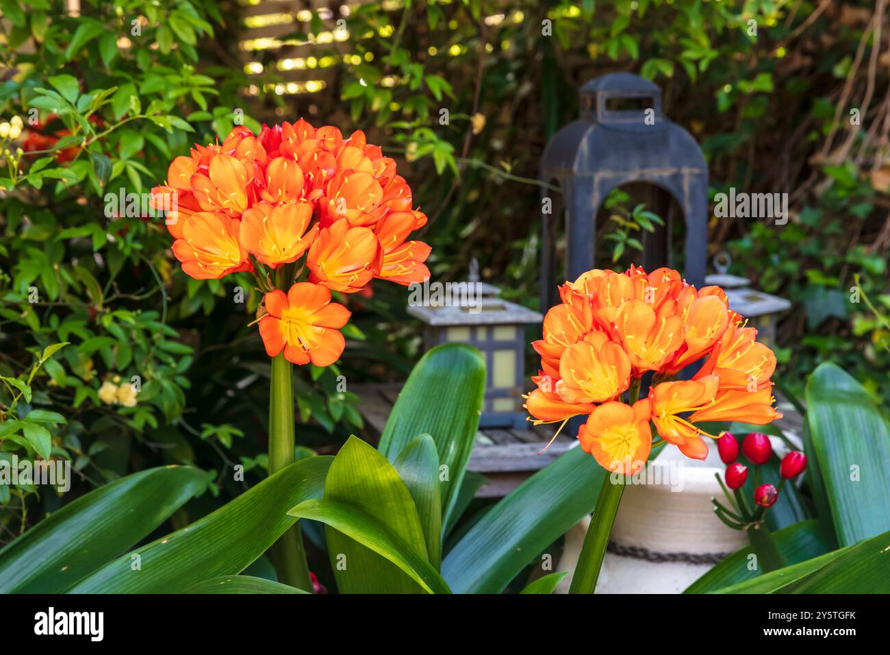 Photographie d'une fleur de Clivia orange vif en pleine floraison dans un jardin résidentiel dans les Blue Mountains en Nouvelle-Galles du Sud, Australie. Banque D'Images