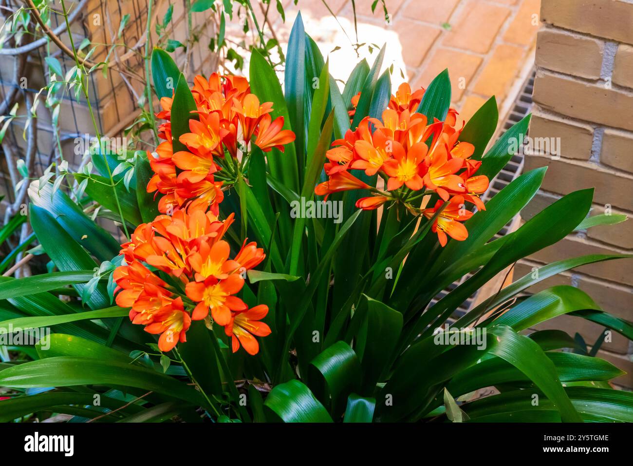 Photographie d'une fleur de Clivia orange vif en pleine floraison dans un jardin résidentiel dans les Blue Mountains en Nouvelle-Galles du Sud, Australie. Banque D'Images