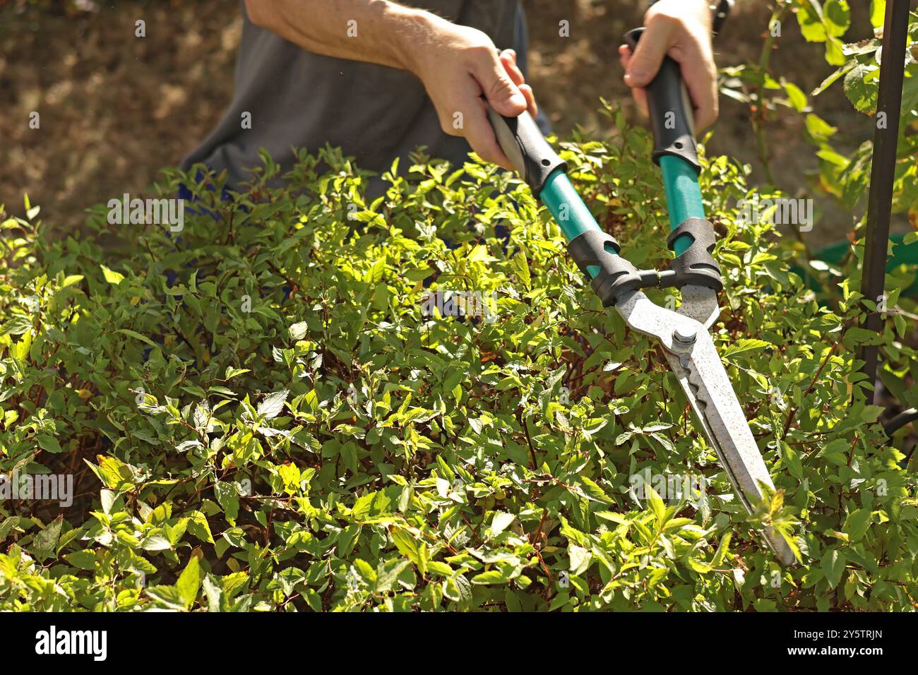 Jeune homme coupant des feuilles et des branches de haie dans le jardin avec de vieux ciseaux de jardin à l'automne. Jardinage et rangement. Nature et soin du jardin. Banque D'Images