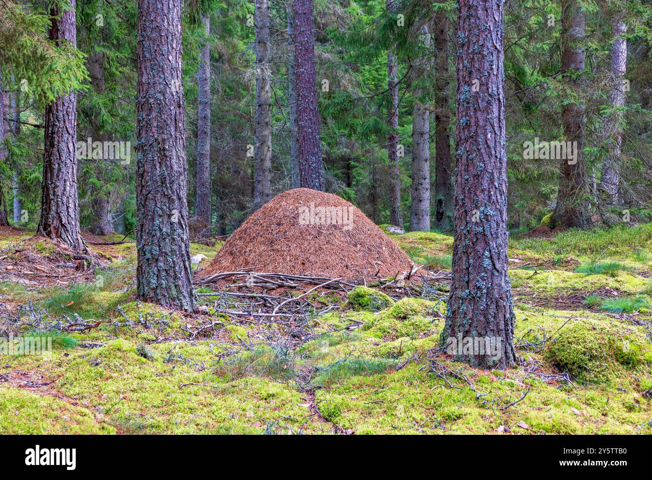 Fourmilière dans un bois de conifères Banque D'Images