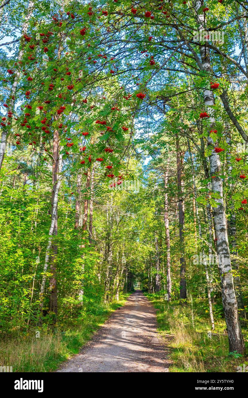 Baies de rowan mûres sur une route forestière ombragée Banque D'Images