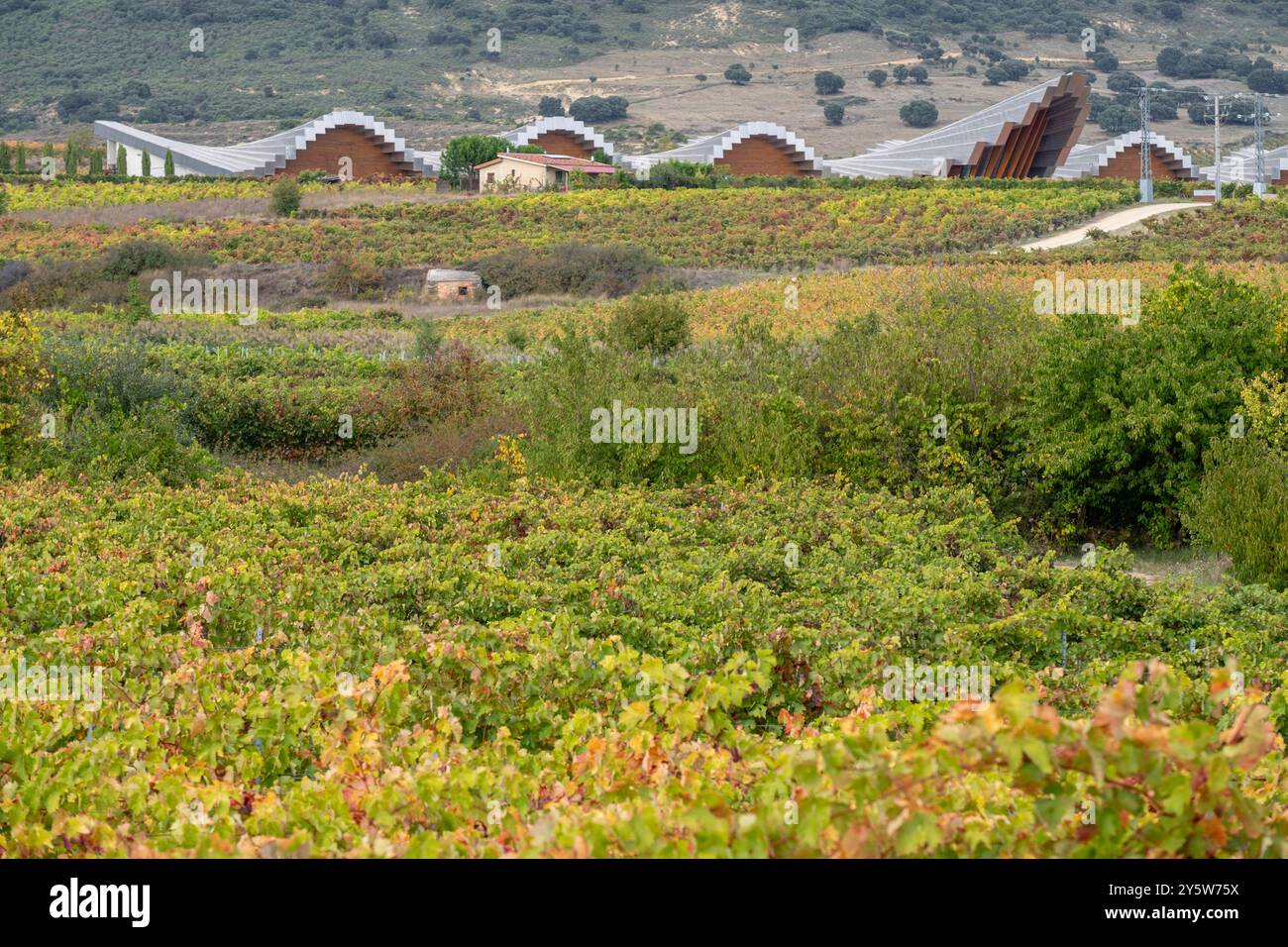 Bodega Ysios, vignoble en automne, Laguardia , Alava, pays Basque, Espagne Banque D'Images