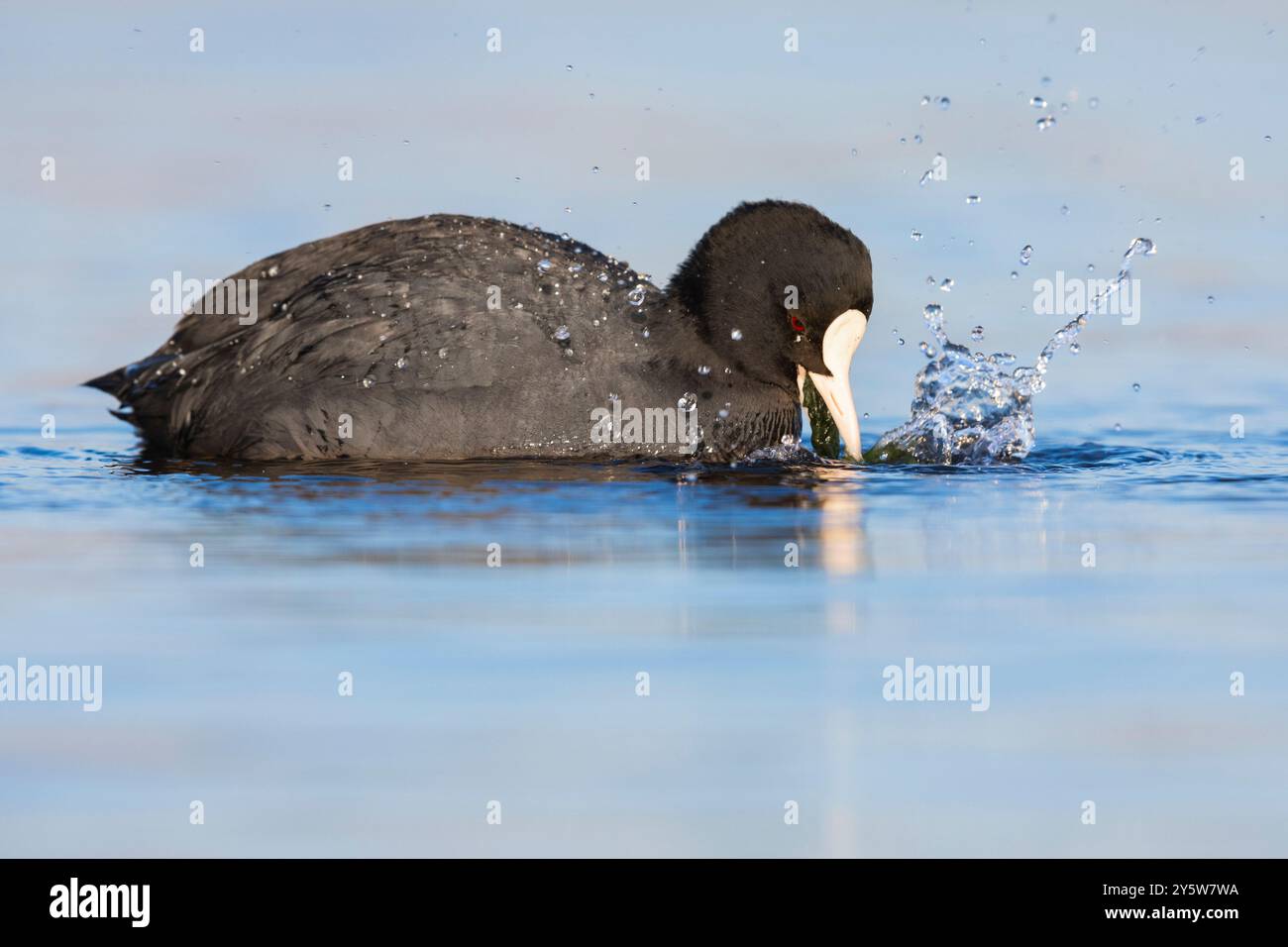 Coot eurasien (Fulica atra), vue latérale d'un adulte se nourrissant de plantes aquatiques, Latium, Italie Banque D'Images