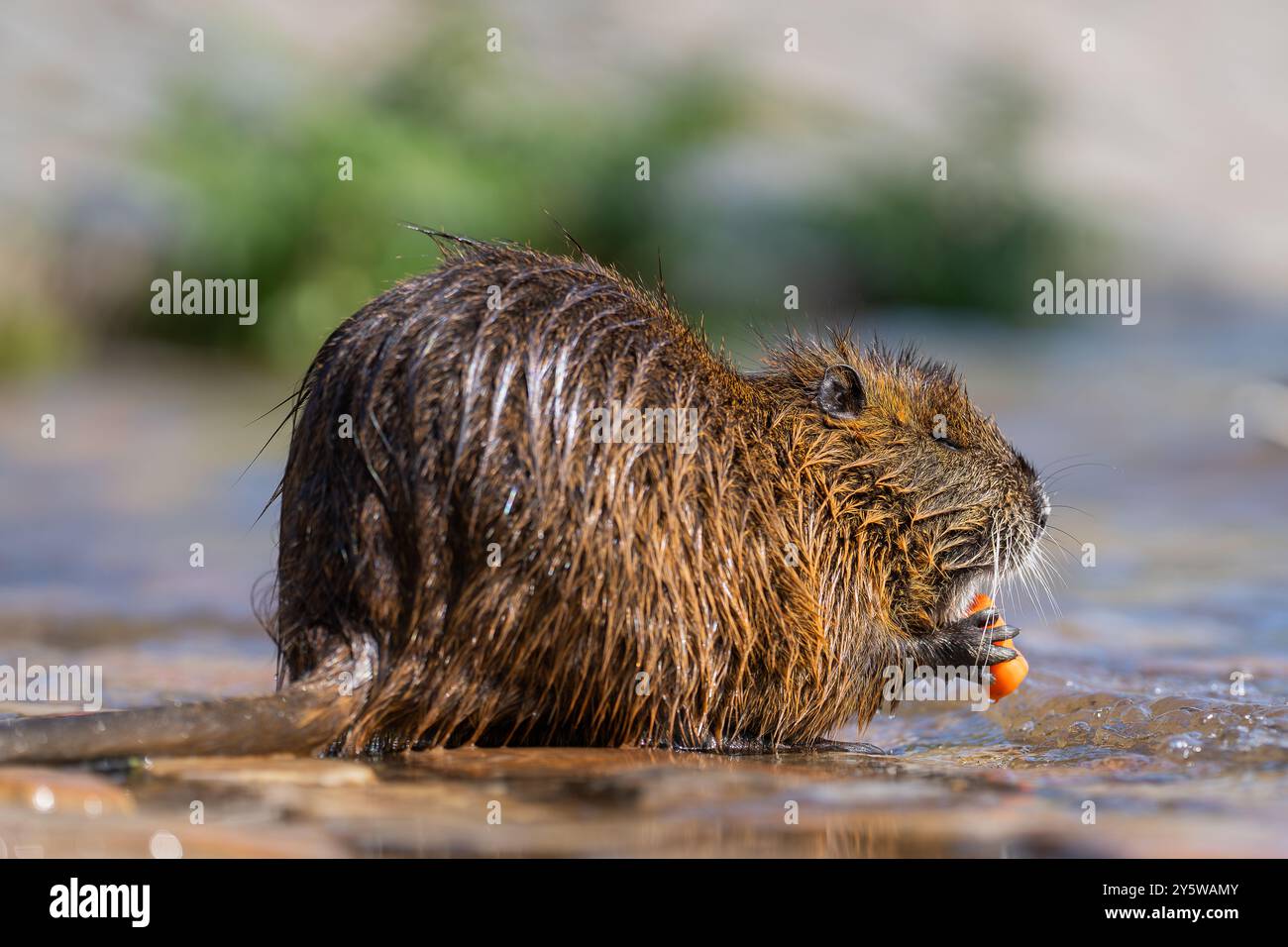 Myocastor coypus ou Nutria ou rat des marais mange des carottes dans l'eau. Rongeur envahissant dans la rivière Vltava à Prague. république tchèque. Banque D'Images