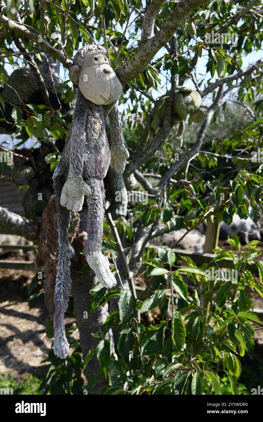 Singe dans l'arbre Banque D'Images