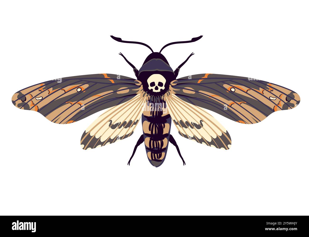 Papillon volant vecteur. Hawk Moth tête morte. Symbole de mysticisme, occultisme, magie. Teigne colorée sur un fond blanc. Illustration de Vecteur