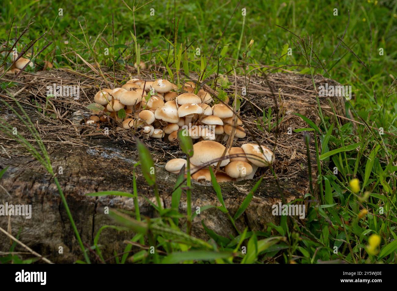 Grappe de champignons sauvages poussant sur une bûche en décomposition Banque D'Images
