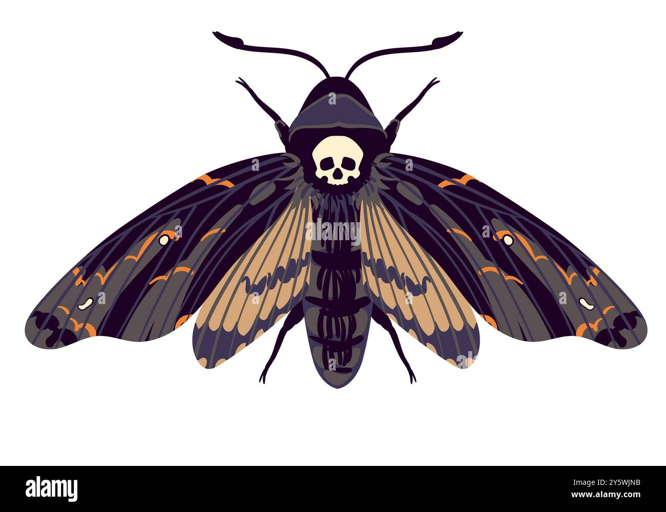 Papillon volant vecteur. Hawk Moth tête morte. Symbole de mysticisme, occultisme, magie. Teigne colorée sur un fond blanc. Illustration de Vecteur