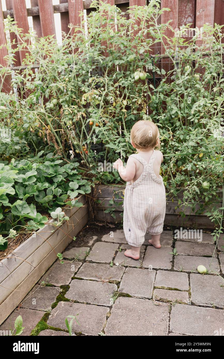 Un tout-petit explorant un jardin près des plants de tomates et de fraises Banque D'Images