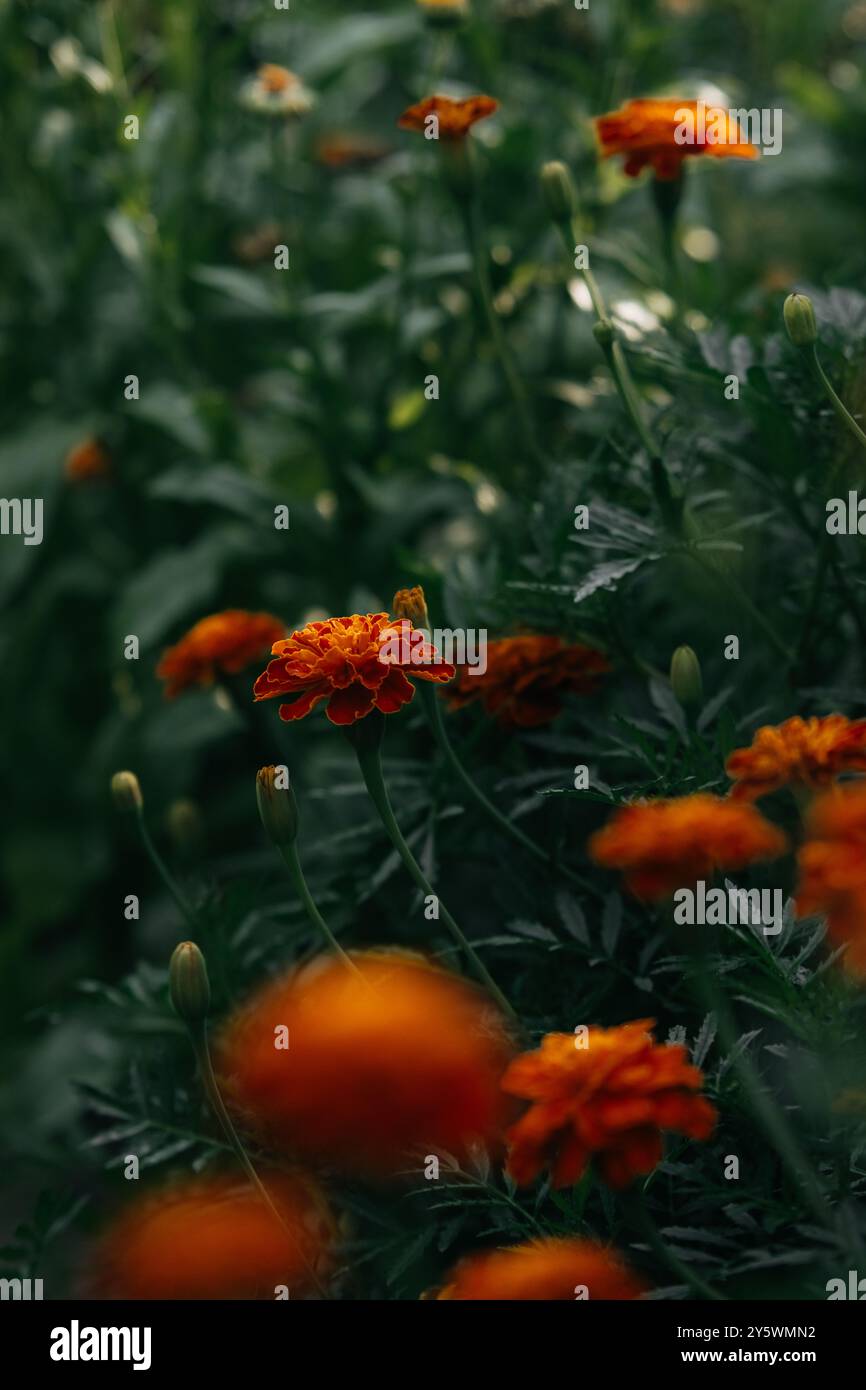 Marigold fleurs du jardin Banque D'Images