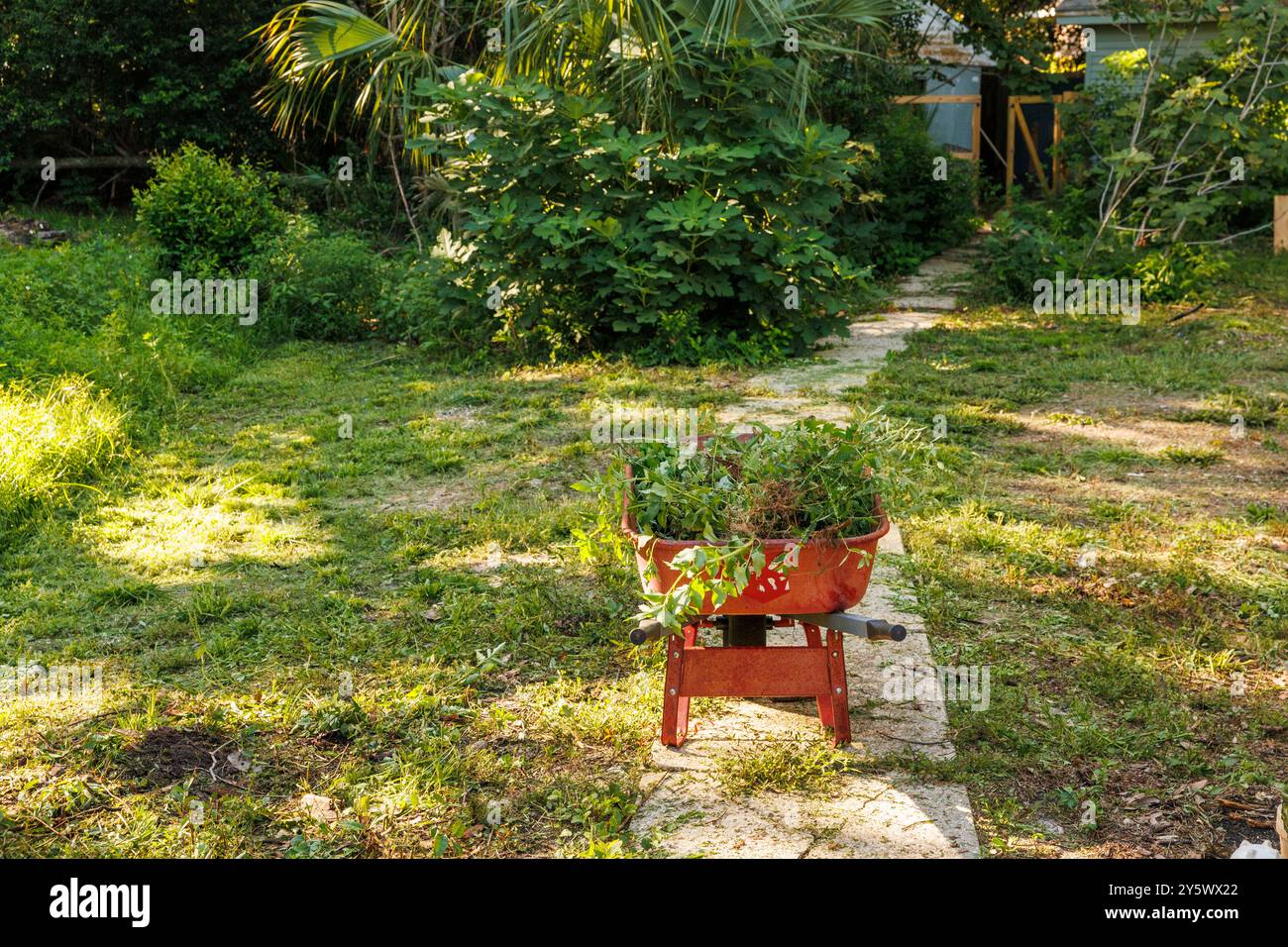 Une brouette rouge remplie de plantes se trouve au centre d'un sentier de jardin ensoleillé entouré d'une végétation luxuriante, Floride, États-Unis Banque D'Images