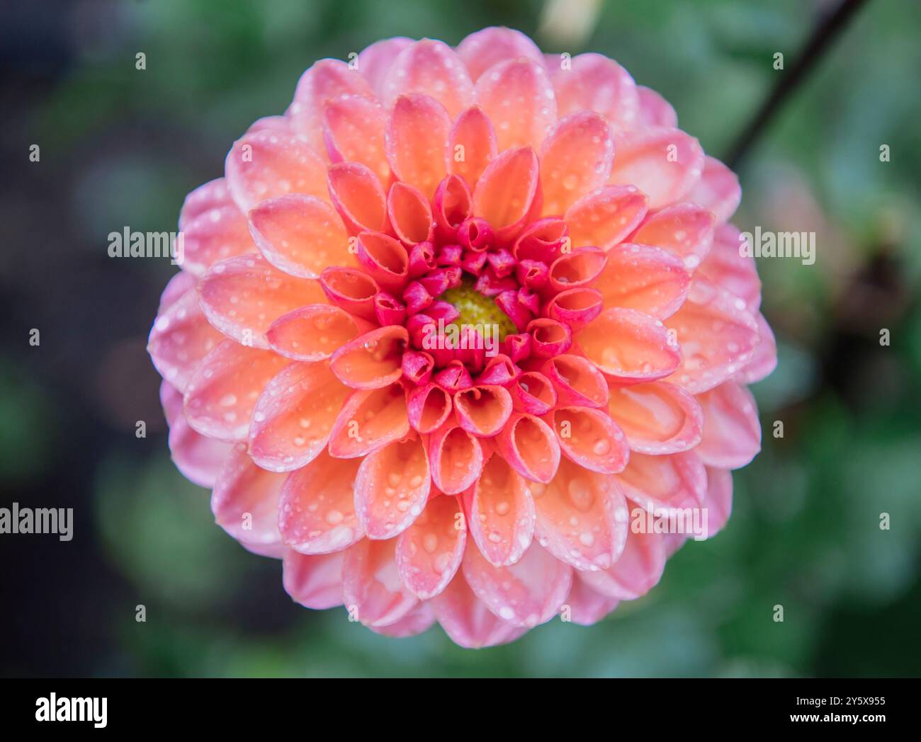 Gros plan d'un dahlia orange éclatant avec des gouttelettes d'eau sur des pétales. Banque D'Images
