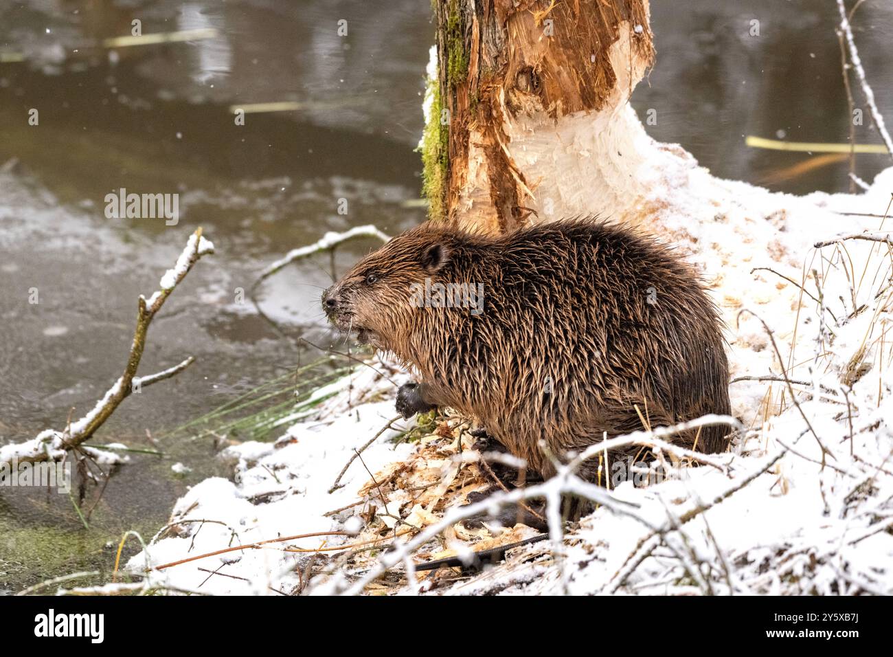 Biber im Winter Am Weiher Biber Am, im Waldweiher Biber im Winter, Weiher *** Beaver en hiver à l'étang Beaver at, dans l'étang de la forêt Beaver in win Banque D'Images