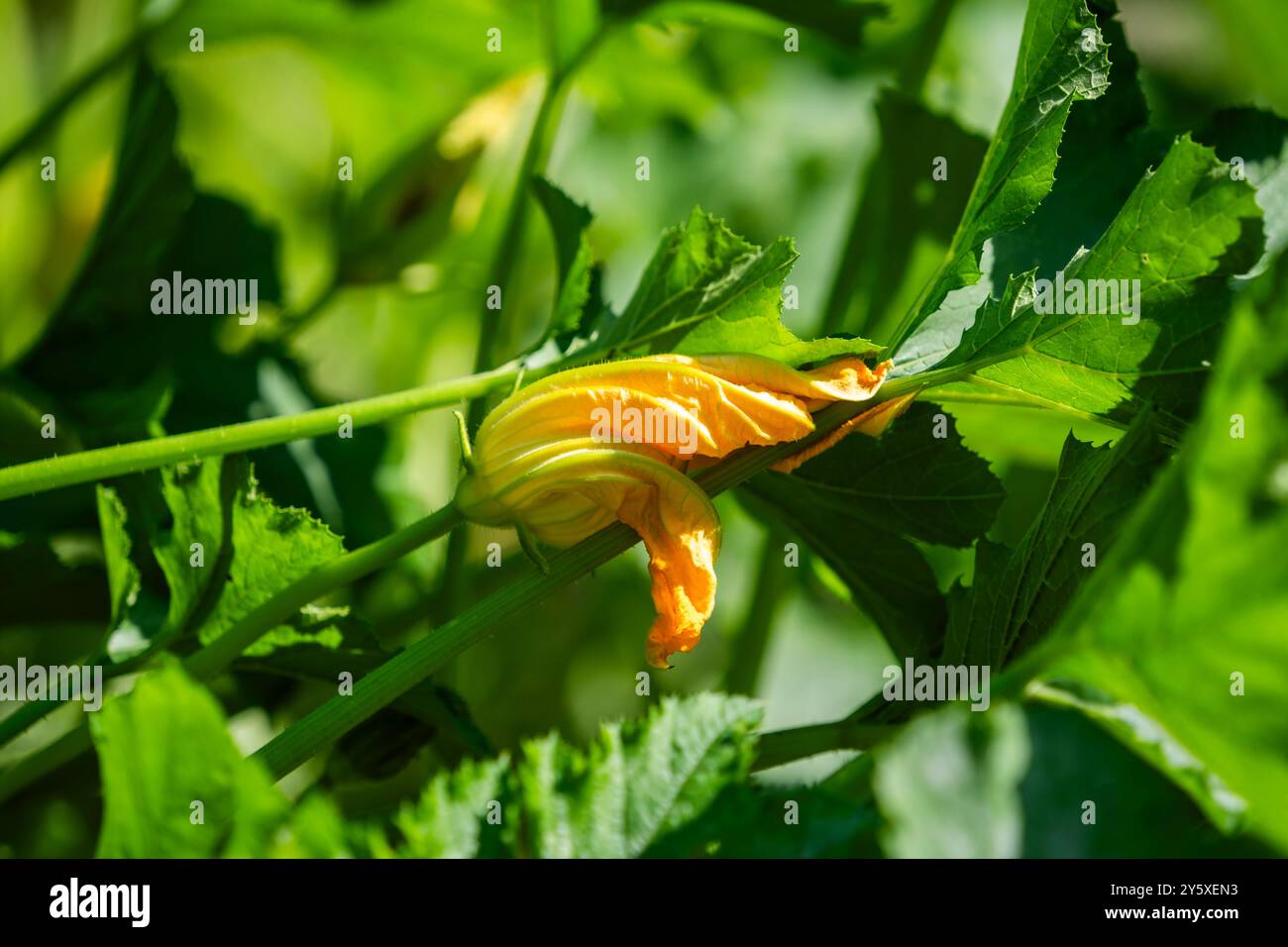Courgettes fleurissant dans le jardin en été. Banque D'Images