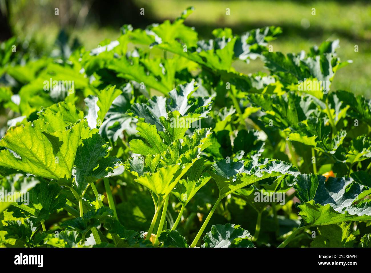 Feuilles de courgettes dans le jardin d'été par une journée ensoleillée. Banque D'Images