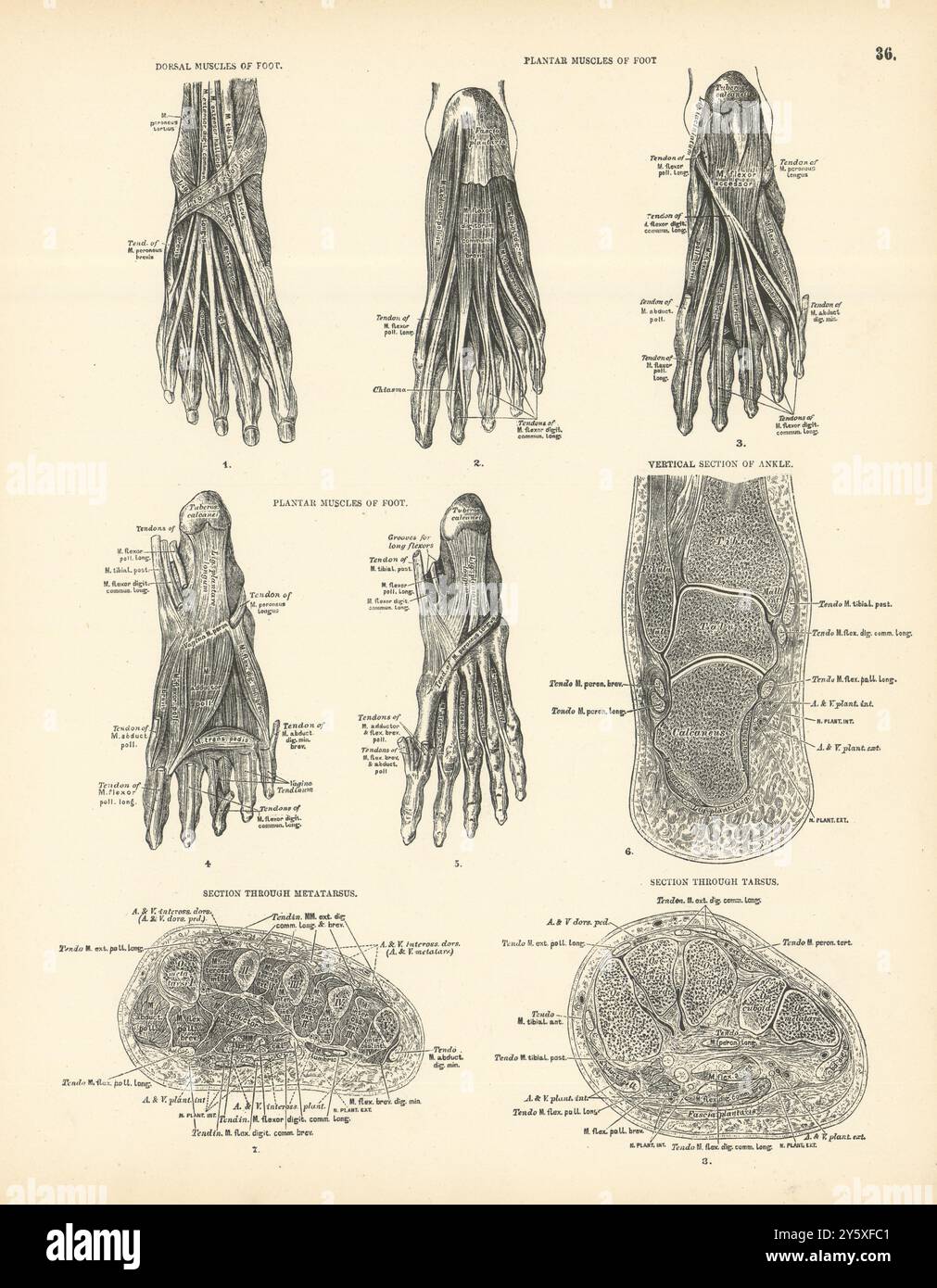 Anatomie. Muscles dorsaux/plantaires du pied, cheville, tarse, métatarse sections 1880 Banque D'Images