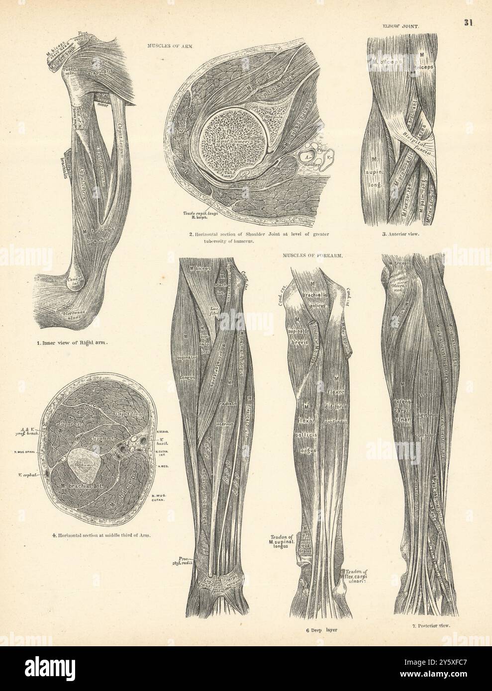 Anatomie. Muscles du bras, avant-bras, coude joint 1880 ancienne photo d'impression antique Banque D'Images