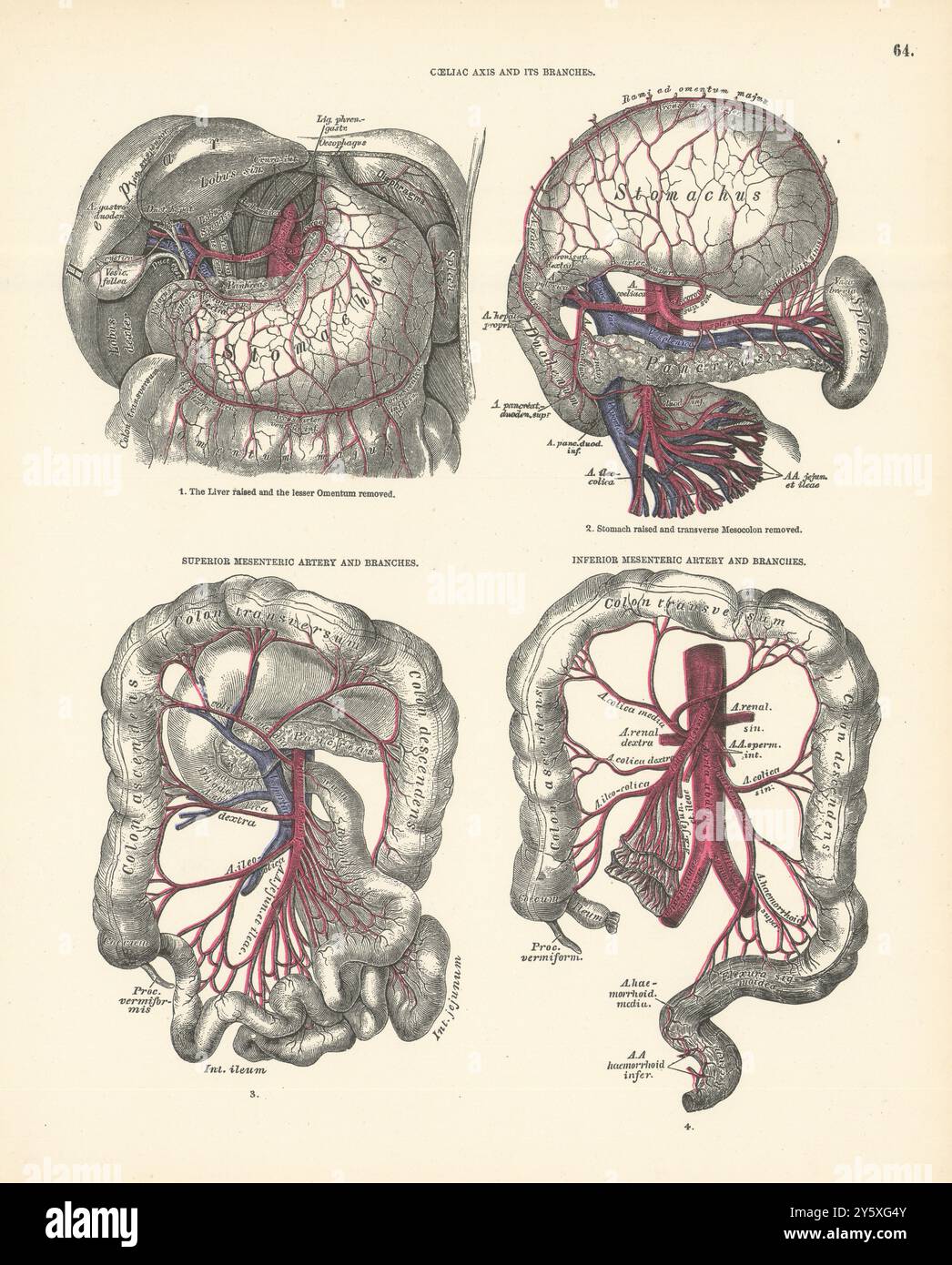 Anatomie. Axe cœliaque et branches, artères mésentériques supérieure et inférieure 1880 Banque D'Images