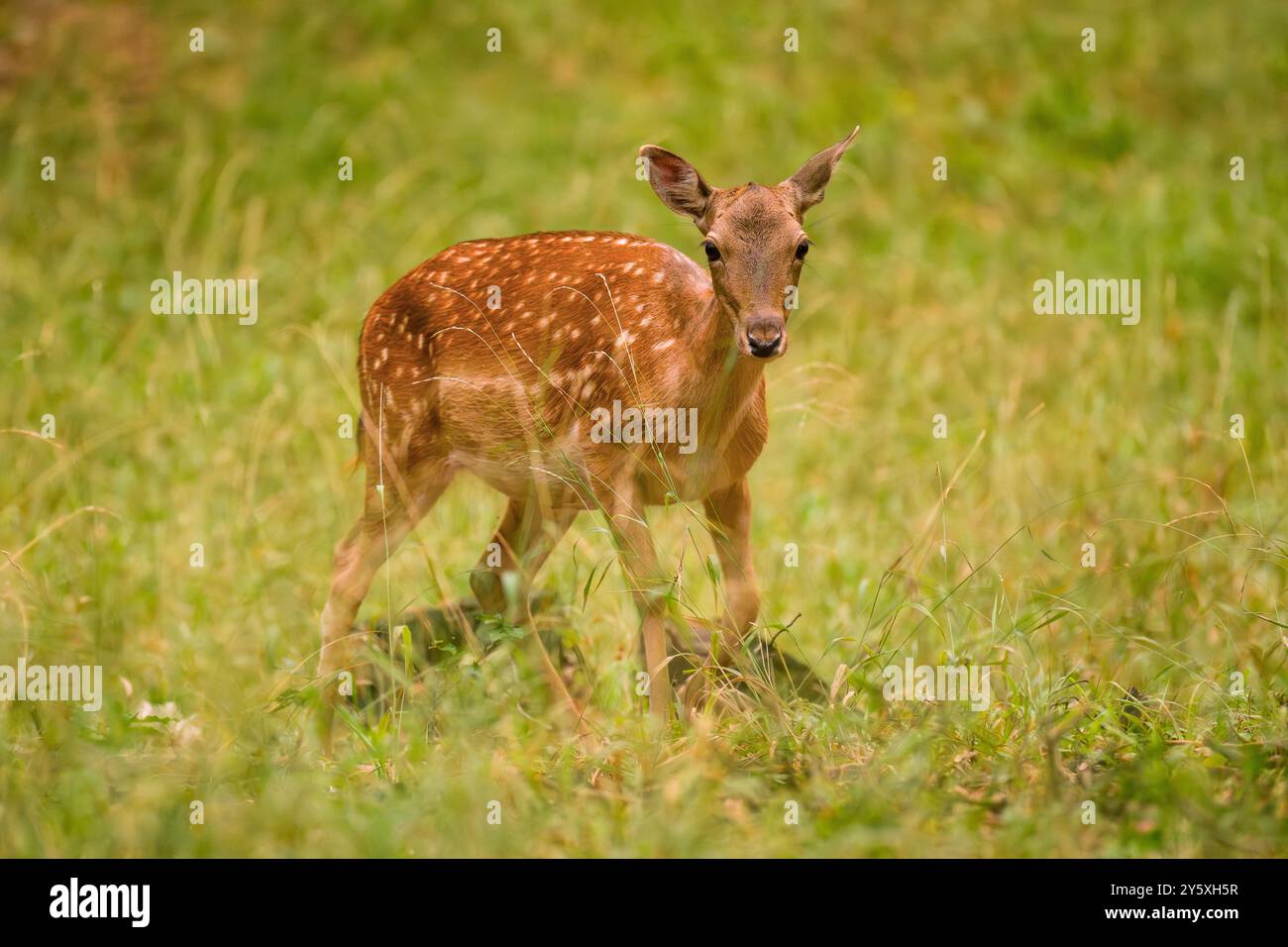 Femelle cerf en jachère, Dama dama, pâturant sur la prairie colorée d'automne. Scène animalière en Europe. Banque D'Images