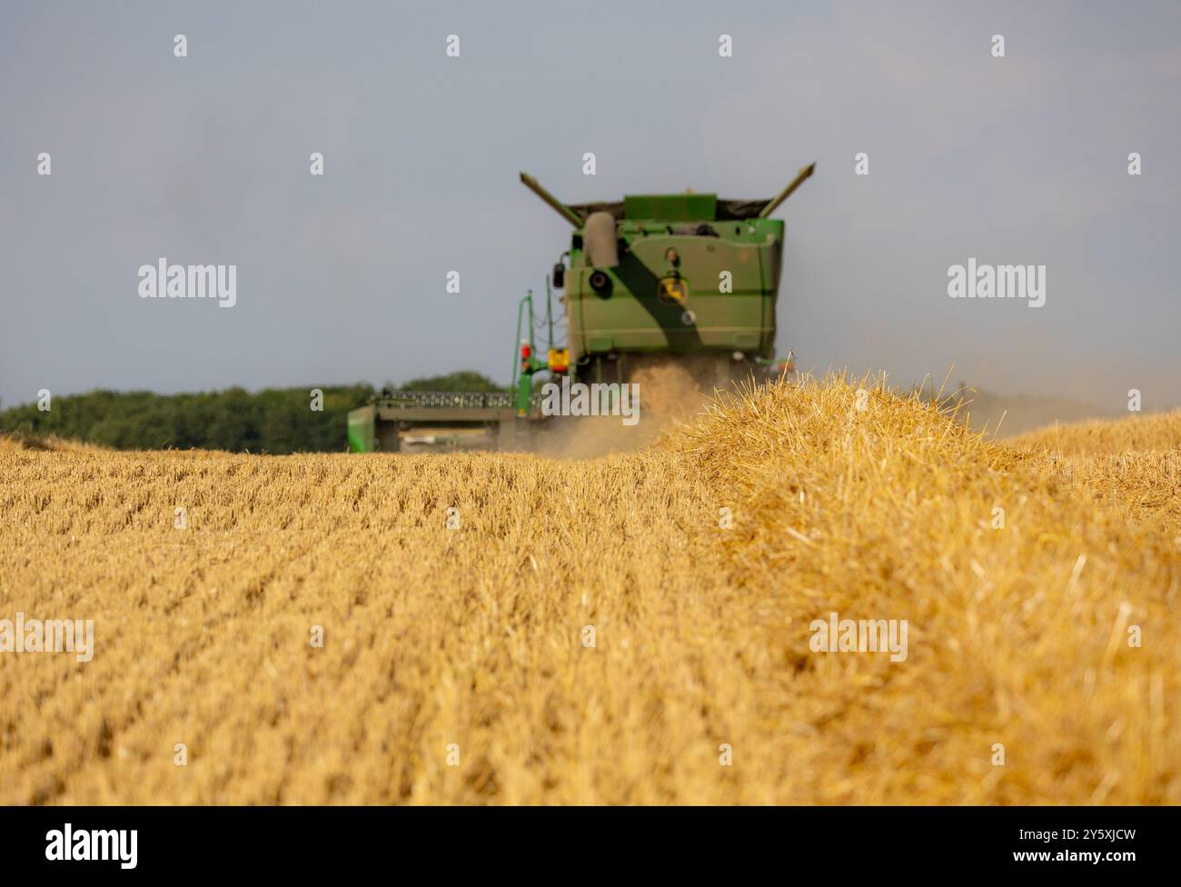 Moissonneuse-batteuse travaillant dans un champ de blé doré sous un ciel dégagé. Banque D'Images