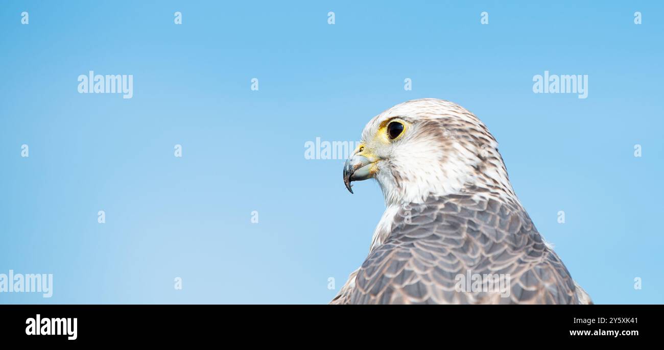 Portrait de faucon, ciel bleu, faune, oiseau rapace de proie, habitat, Falco rusticolus Banque D'Images