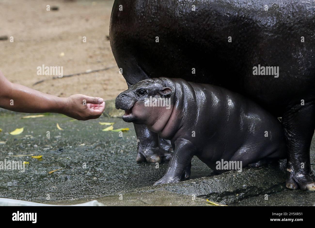 Chonburi, Thaïlande. 08 septembre 2024. Un gardien de zoo joue avec un hippopotame pygmée féminin nommé « Moo Deng », ce qui signifie que le porc rebondit sur le sol au Khao Kheow Open Zoo, dans la province de Chonburi, à l'est de Bangkok. La nouvelle star du zoo ouvert de Khao Kheow est un hippopotame pygmée femelle. Né le 10 juillet 2024 d'une mère nommée Jona, 25 ans, et d'un père nommé Tony, 24 ans, le cochon gonflable est le 7ème animal du zoo ouvert de Khao Kheow de ces parents. Crédit : SOPA images Limited/Alamy Live News Banque D'Images