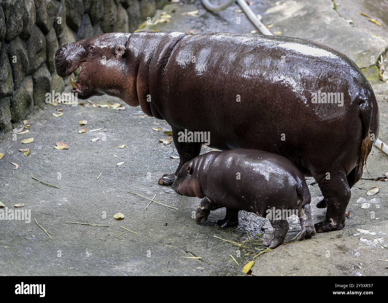 Chonburi, Thaïlande. 08 septembre 2024. Un hippopotame pygmée femelle nommé 'Moo Deng', qui signifie Pork Bouncy marche avec sa mère Jona, 25 ans, au zoo ouvert de Khao Kheow, dans la province de Chonburi, à l'est de Bangkok. La nouvelle star du zoo ouvert de Khao Kheow est un hippopotame pygmée femelle. Né le 10 juillet 2024 d'une mère nommée Jona, 25 ans, et d'un père nommé Tony, 24 ans, le cochon gonflable est le 7ème animal du zoo ouvert de Khao Kheow de ces parents. Crédit : SOPA images Limited/Alamy Live News Banque D'Images