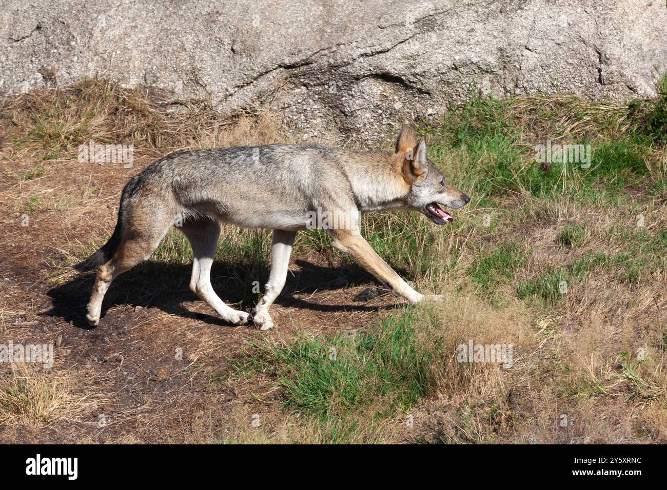 Loup gris d'Europe ou loup eurasien (Canis lupus lupus) à l'affût, repousse des loups en Europe Banque D'Images