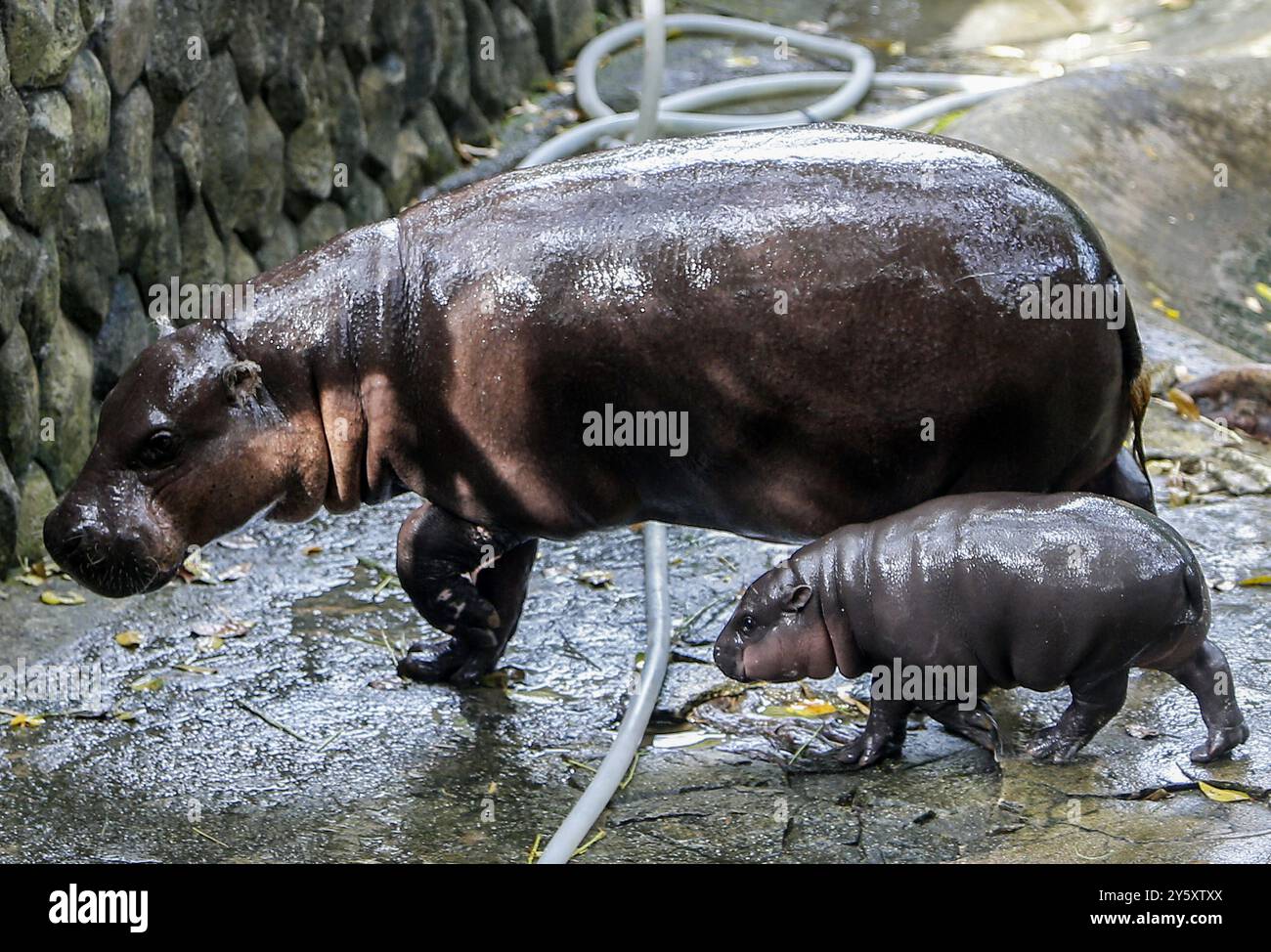 8 septembre 2024, Chonburi, Thaïlande : une hippopotame pygmée femelle nommée ''Moo Deng'', ce qui signifie que le porc se promène avec sa mère Jona, 25 ans, au zoo ouvert de Khao Kheow, dans la province de Chonburi, à l'est de Bangkok. La nouvelle star du zoo ouvert de Khao Kheow est un hippopotame pygmée femelle. Né le 10 juillet 2024 d'une mère nommée Jona, 25 ans, et d'un père nommé Tony, 24 ans, le cochon gonflable est le 7ème animal du zoo ouvert de Khao Kheow de ces parents. (Crédit image : © Chaiwat Subprasom/SOPA images via ZUMA Press Wire) USAGE ÉDITORIAL SEULEMENT! Non destiné à UN USAGE commercial ! Banque D'Images