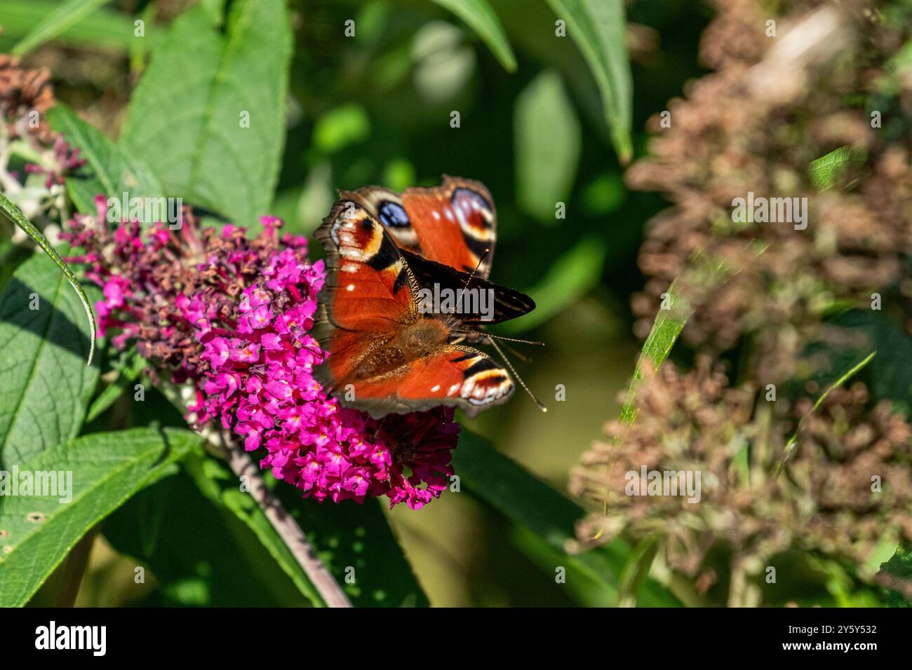 Une paire de papillons Peacock UK (Aglais io) se nourrissant d'une fleur de buddleia (buddleja, Butterfly Bush). Banque D'Images