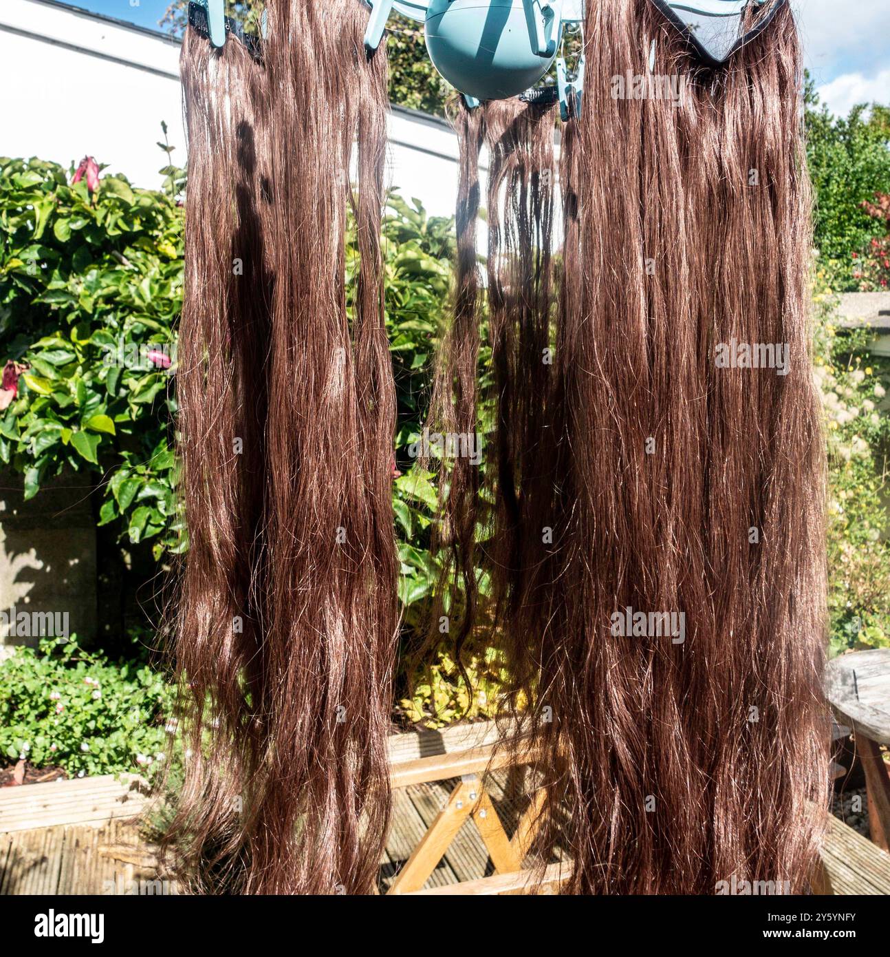 Un tissage de riches extensions de cheveux bruns séchant sur une ligne de vêtements. Banque D'Images