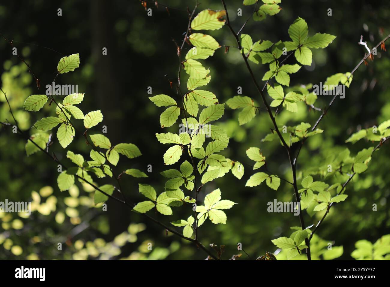 Feuilles vertes de hêtre européen (Fagus sylvatica) Banque D'Images