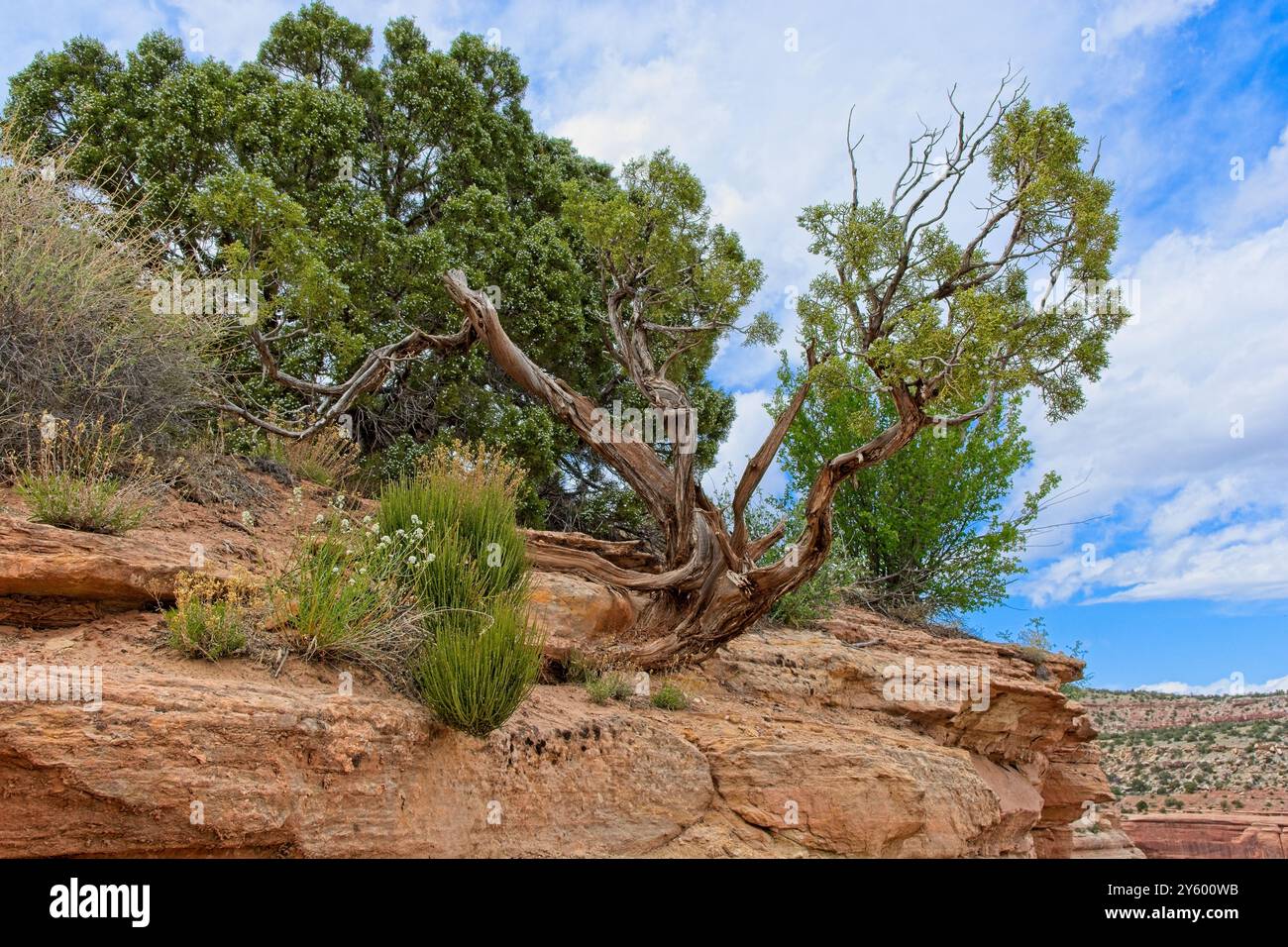 Vieux genièvre tordu accroché à la falaise de grès du canyon du Colorado National Monument Banque D'Images