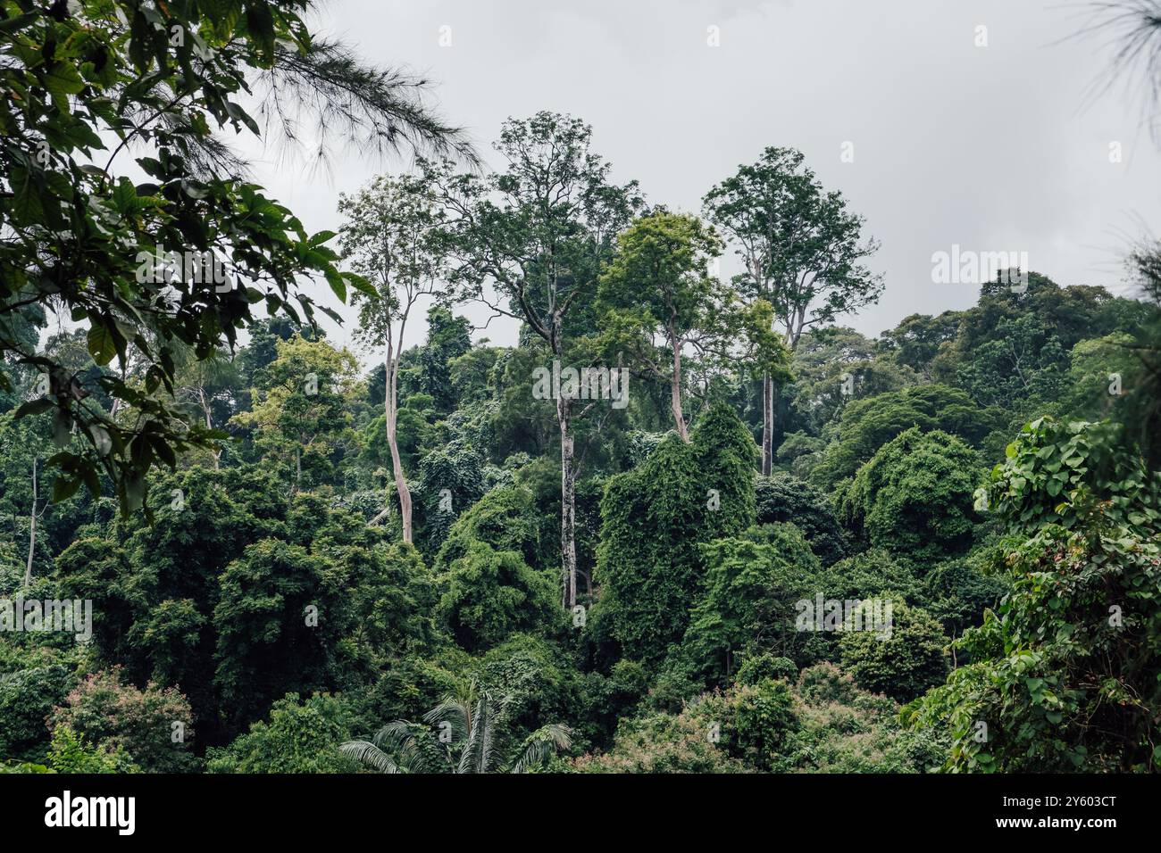 Comme un géant émergeant de la jungle avec d'énormes arbres en Malaisie Banque D'Images
