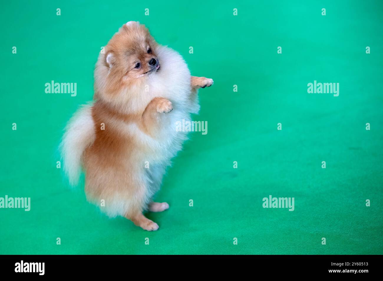 Joli petit chien moelleux de Poméranie debout sur ses pattes arrière Banque D'Images