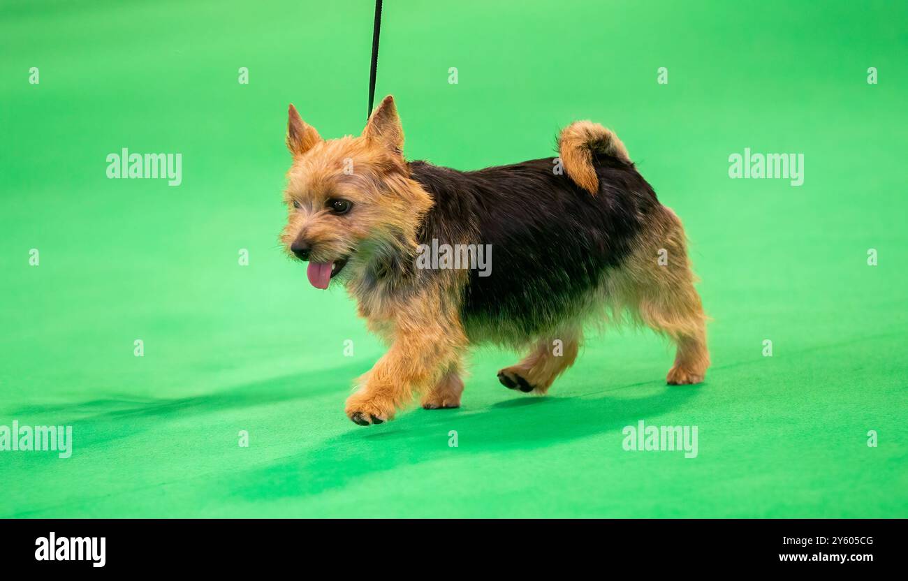 Chien Norwich Terrier à une exposition canine Banque D'Images
