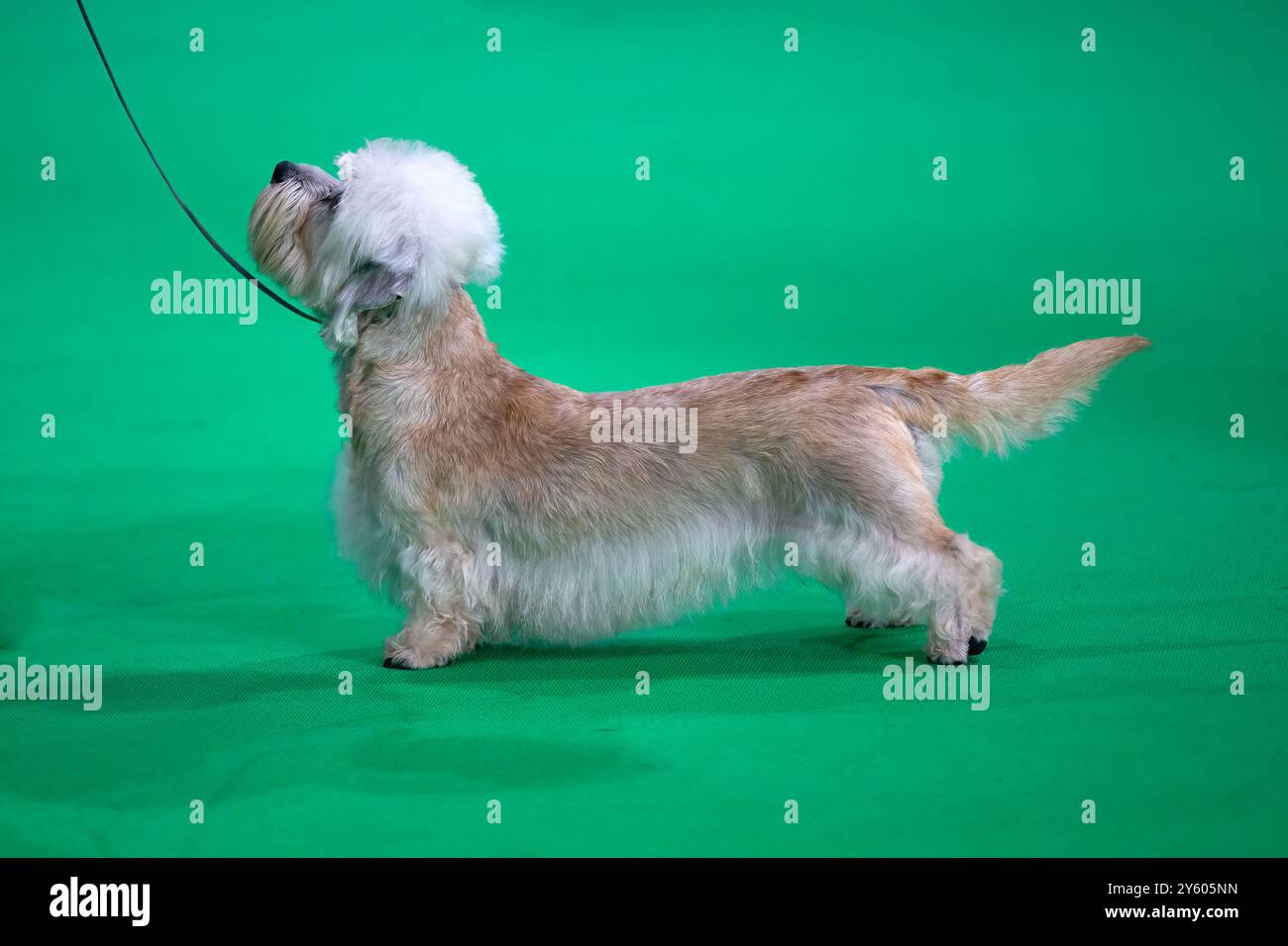 Dandie Dinmont terrier debout sur un tapis vert à une exposition canine Banque D'Images