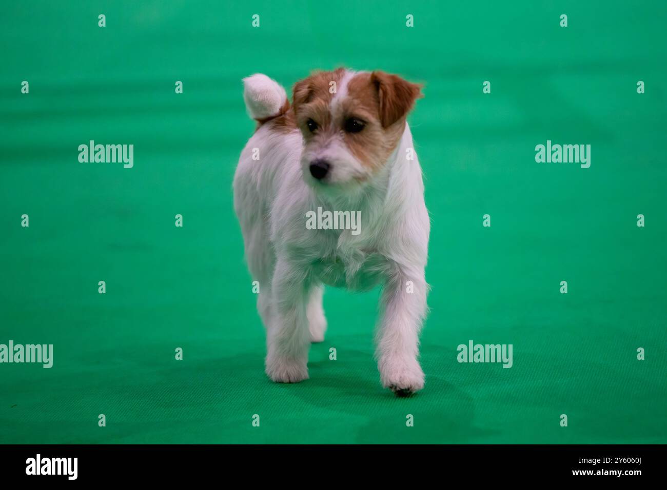 Jack Russell Terrier à une exposition canine Banque D'Images