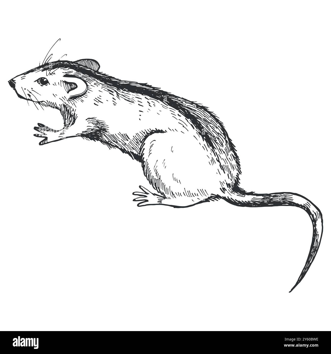 Souris de champ, rat avec une bande foncée sur le dos et une longue queue. L'illustration est dessinée avec un liner foncé pour Halloween. Les graphiques sont dessinés à la main Illustration de Vecteur