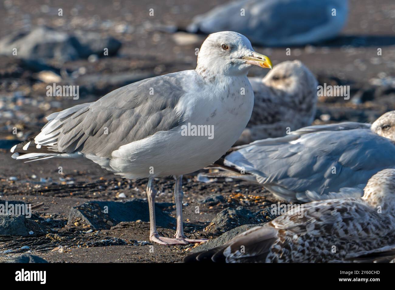 Goéland de la Caspienne (Larus cachinnans) reposant dans une colonie de mouettes le long de la côte de la mer du Nord à la fin de l'été / automne Banque D'Images