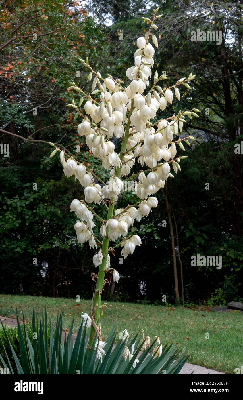 Tige de fleur remplie de fleurs blanches en forme de cloche d'une plante espagnole de yucca Bayonet. Banque D'Images