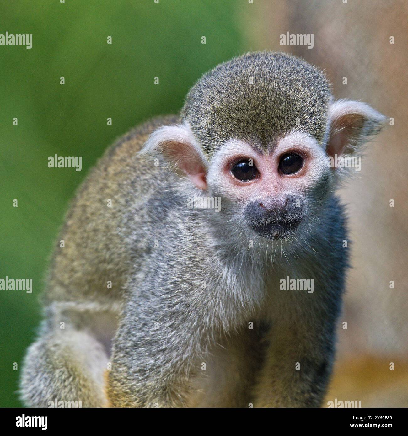 Saimiri sciureus alias singe écureuil commun. Portrait en gros plan. Banque D'Images