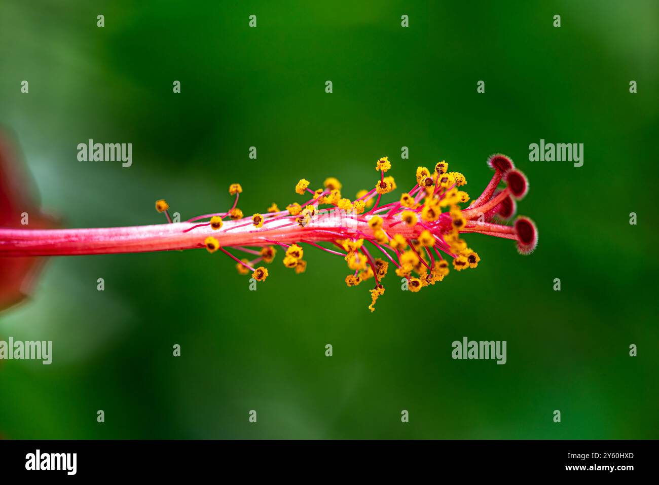 Une superbe photo macro capturant les détails complexes et les étamines vibrantes de l'Hibiscus Rosa Sinensis rouge, également connu sous le nom de Rose chinoise. Banque D'Images