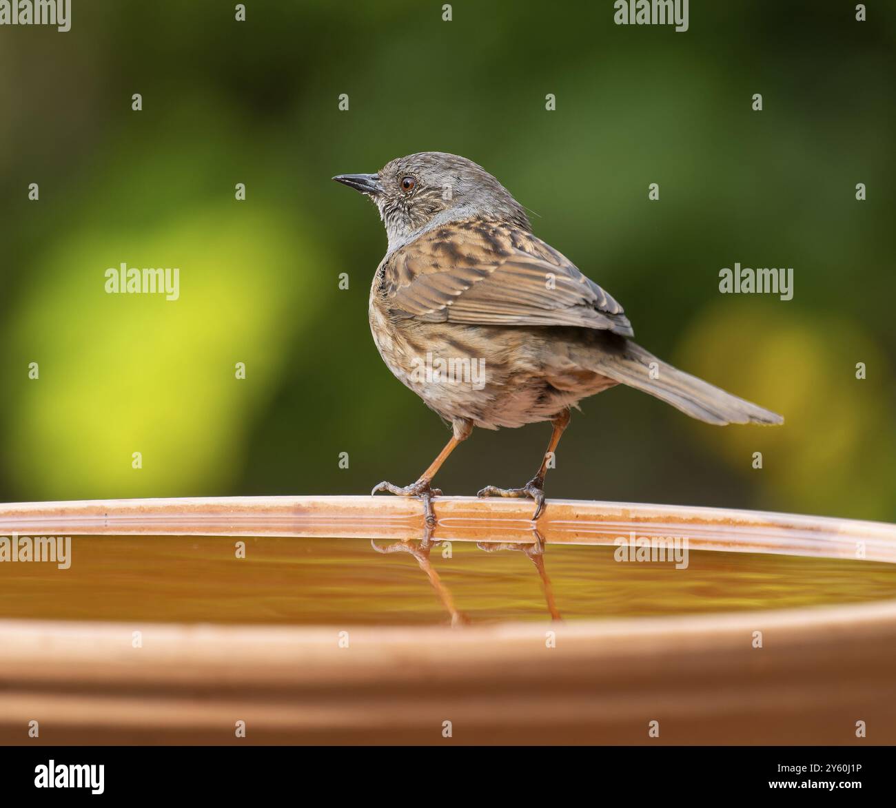 Dunnock (Prunella modularis) assis sur un bain d'oiseaux, basse-Saxe, Allemagne, Europe Banque D'Images